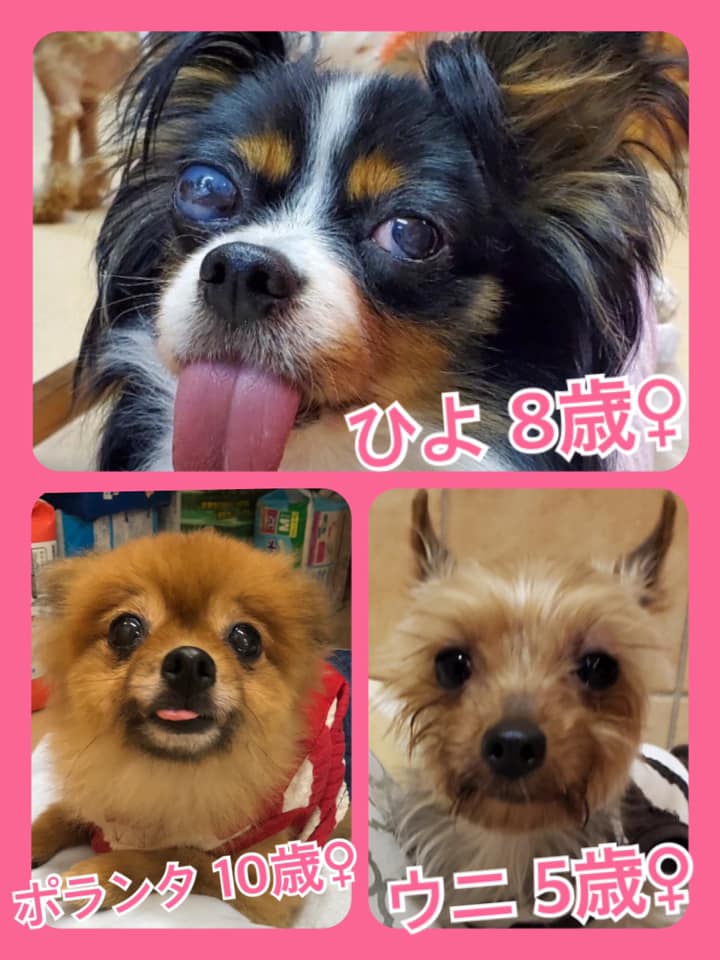 🐾今日の里親様募集中ワンコ🐶メンバーです🐾2020,6,30